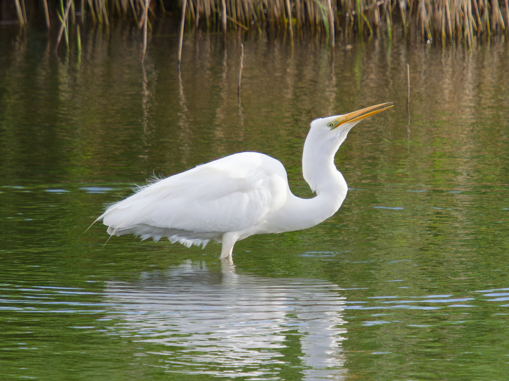 Photo of Great White Egret